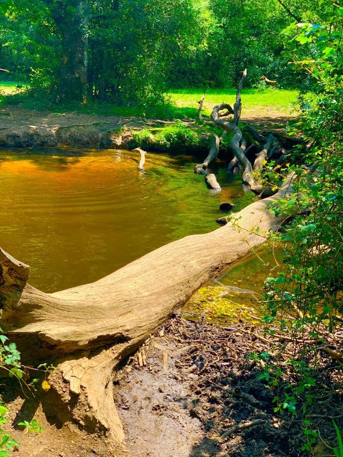 Forest Haven Sway Dış mekan fotoğraf